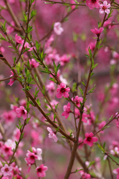 Pink bloom - Φωτογραφία, εικόνα