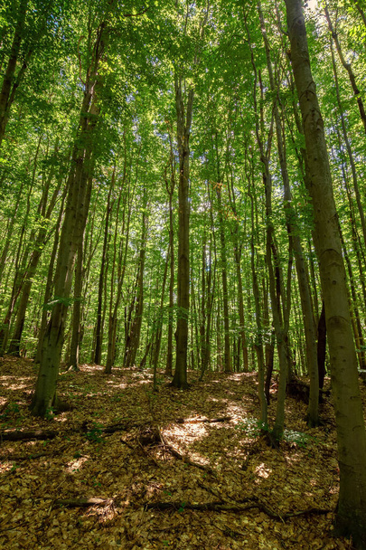 dense beech forest in summer. beautiful nature environment on a sunny day. tall trees in green foliage - Photo, Image