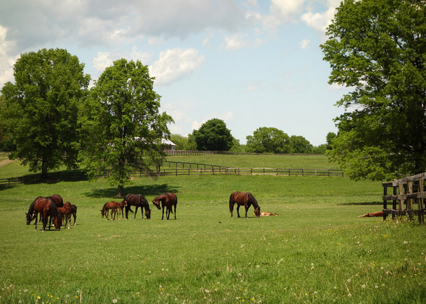 Horse Farm - Photo, Image