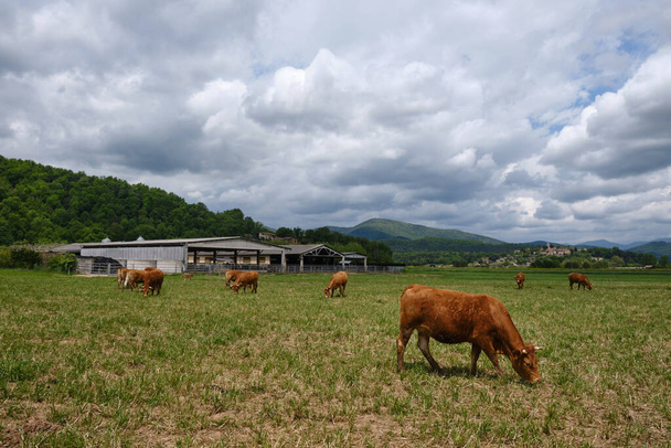 cows in cattle farm - Fotoğraf, Görsel