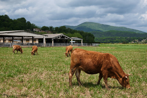 cows in cattle farm - Photo, image