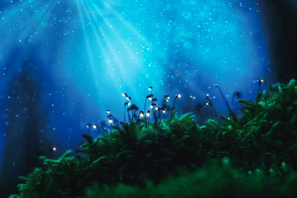 Mystery forest, glowing green moss against glitter blue light - Valokuva, kuva