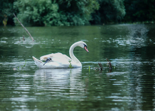 A swan swims in the water of the Danube tributary. - Zdjęcie, obraz