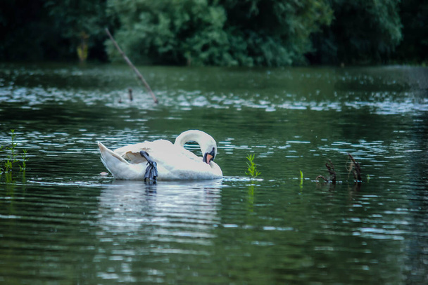A swan swims in the water of the Danube tributary. - Φωτογραφία, εικόνα