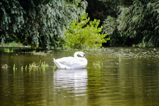 A swan swims in the water of the Danube tributary. - Foto, afbeelding