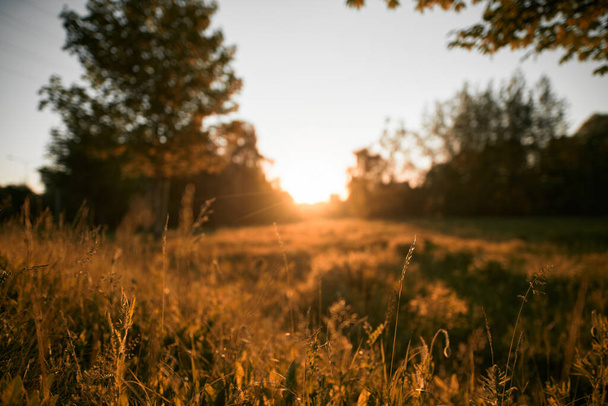 Countryside landscape during summer sunset. Meadow with trees and tall grass with sun leaks - Фото, зображення