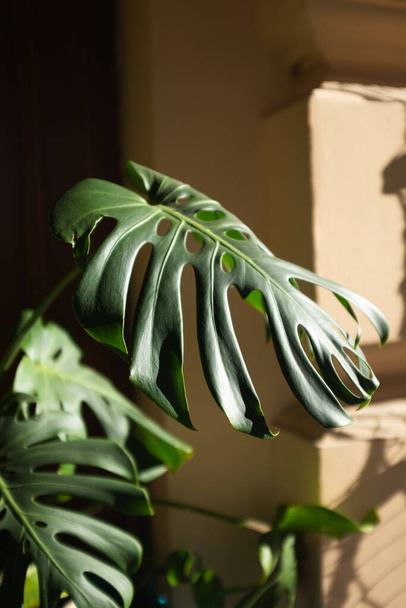Monstera leaves close-up outdoors. Sunny summer day. blur and selective focus - Photo, Image