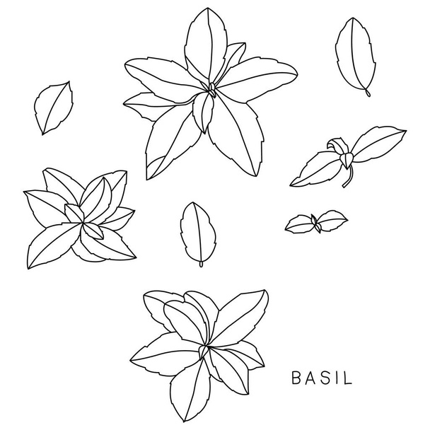 Basil. Vector hand drawn set of cosmetic herbs isolated on white background. Essential oils components illustration. Aromatherapy ingredients icons. Sketch collection of natural elements. - Vector, Image