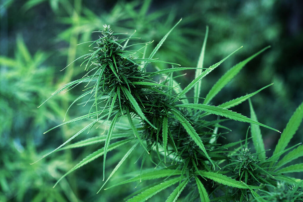 Cannabis Cáñamo con flores de cáñamo. Concepto de medicina alternativa herbal, aceite de cannabis CBD. - Foto, Imagen