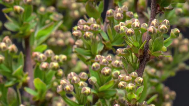 Time Lapse of Spiraea bush - Footage, Video