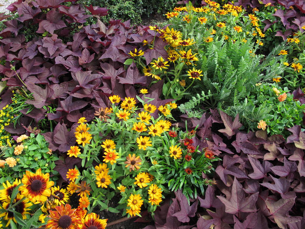 Flowerbed in the garden with black-eyed susan, coral bells, common tansy and zinnia - Fotó, kép