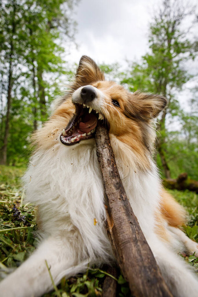Dog holding a stick in the forest. - 写真・画像