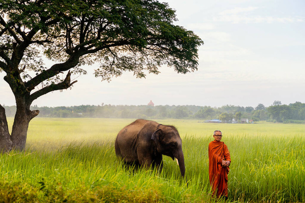 Mnisi spacerujący jałmużnę ze słoniami w pięknej wiosce pola ryżu. Surin, Tajlandia. - Zdjęcie, obraz