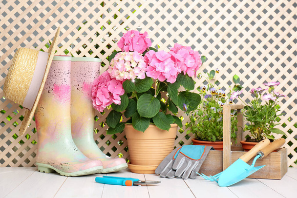 Beautiful blooming plants, gardening tools and accessories on white wooden table - 写真・画像