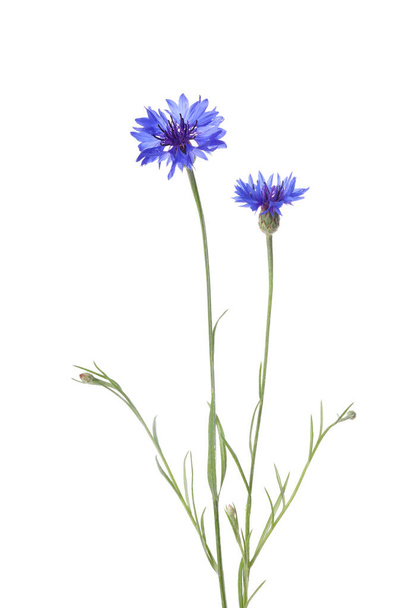Beautiful light blue cornflowers isolated on white - Zdjęcie, obraz