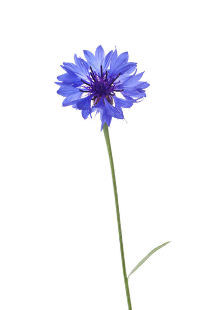 Beautiful light blue cornflower plant isolated on white - Φωτογραφία, εικόνα