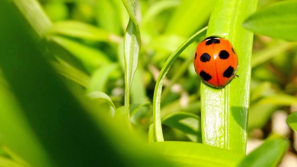 Marienkäfer auf grünem Naturhintergrund - Foto, Bild