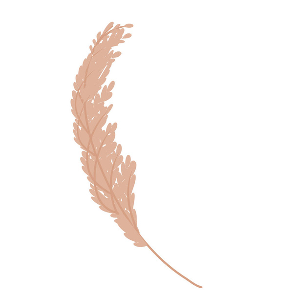 Pampas grass wheat is isolated on a white background. Pampas for the design of jewelry, invitations, and postcards. Vector illustration in a flat style. - Wektor, obraz