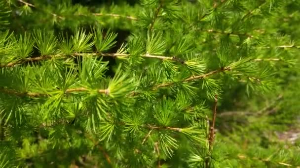 Jeune branche verte d'épinette dans le parc - Séquence, vidéo