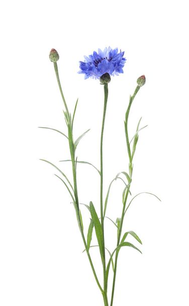 Beautiful blooming blue cornflower isolated on white - Foto, imagen