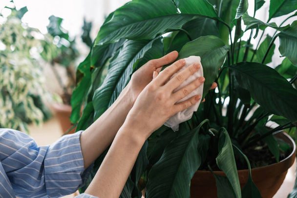 closeup hands wiping wet napkin leaves of indoor plants, caring for plants concept - Photo, Image