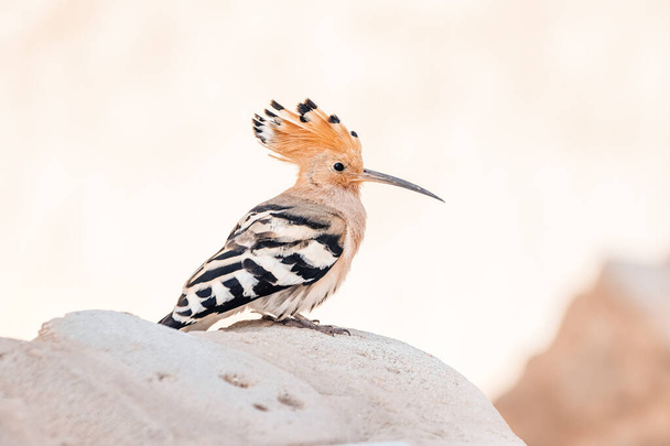 An unusually beautiful hoopoe bird with a long beak and a wonderful crest is very useful in agriculture because it eats pests - Fotografie, Obrázek