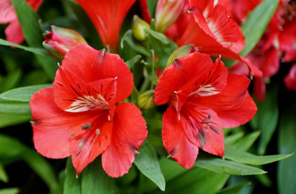 leuchtend rote Farbe der peruanischen Lilie 'colorita kate' blüht in voller Blüte - Foto, Bild