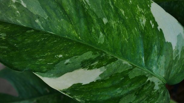Gros plan feuille d'épipremnum pinnatum panaché concept de plantes vertes. - Photo, image