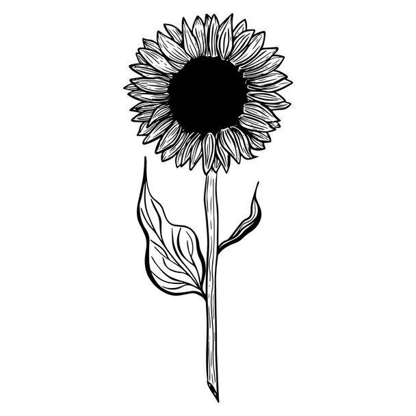 Sunflower flower. Black and white illustration of a sunflower. Linear art. Hand-drawn decorative blooming sunflower element in vector - Vektör, Görsel