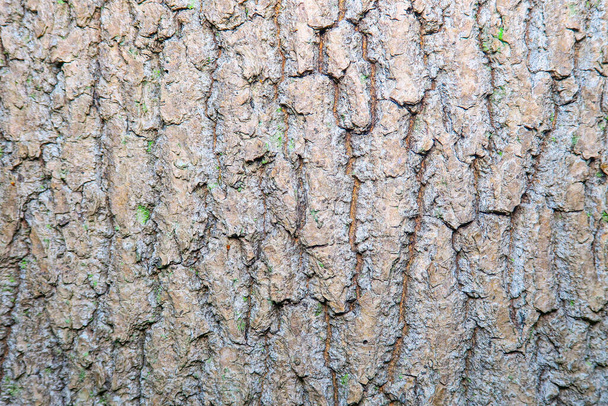 Belle texture d'arbre dans la forêt - Photo, image