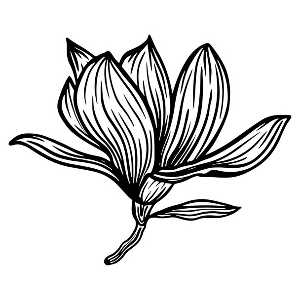Trendy doodle illustration with black magnolia outline. Spring flower hand drawn vector illustration. Black and white with line art on white backgrounds - Vektor, kép