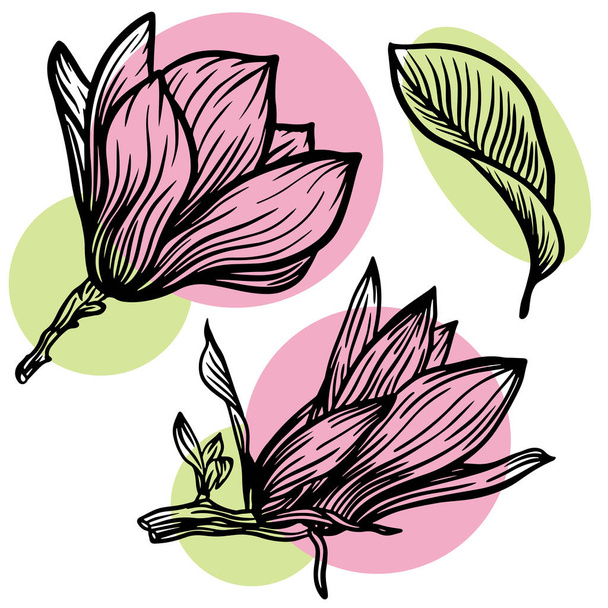 Set of outline magnolia flower and leaf drawing with line art on white backgrounds with pink and green spots. Vector illustration - Vektor, obrázek