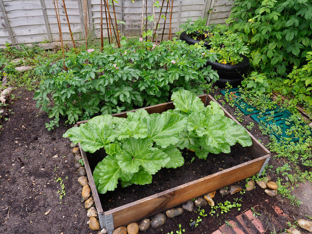 Kuva pienestä kasvimaasta takapihalla, jossa näkyy terveellinen raparperi ja perunanviljely - Valokuva, kuva