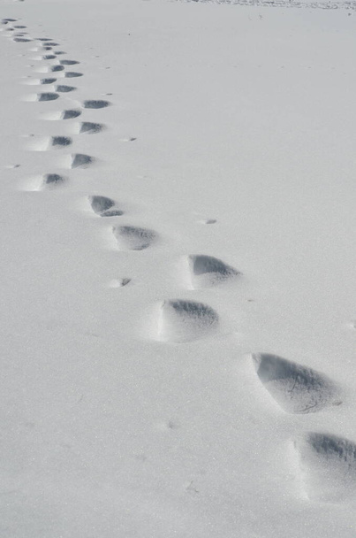 Анимальные следы в снегу - Фото, изображение