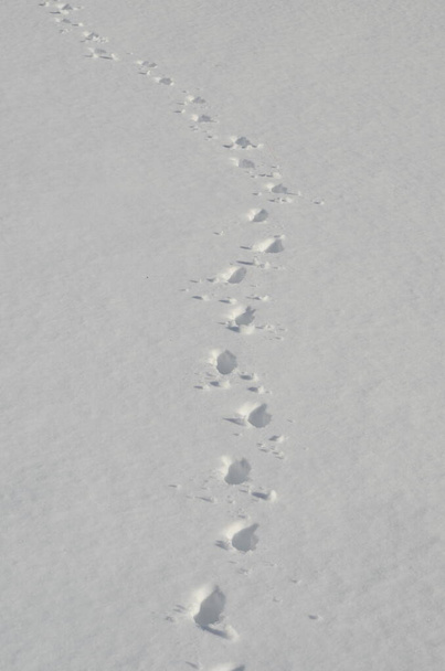 Zvířecí stopy ve sněhu - Fotografie, Obrázek