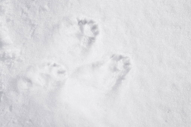 Ίχνη ζώων στο χιόνι - Φωτογραφία, εικόνα