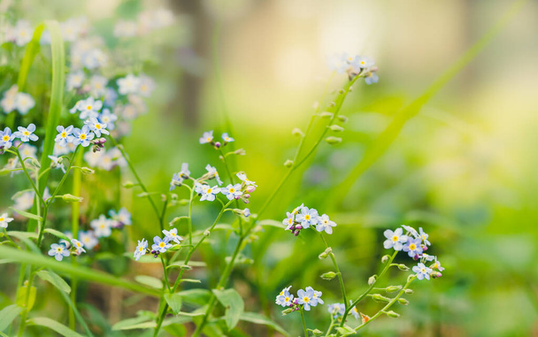 close-up of forget-me-nots in the forest - Photo, Image
