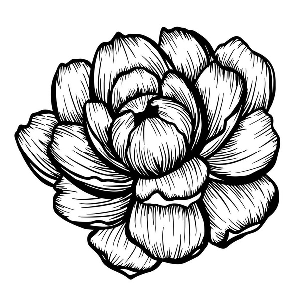 Met de hand getekende pion bloem geïsoleerd op wit. Vector illustratie in schets stijl. - Vector, afbeelding