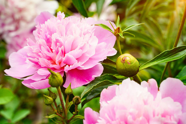 Twee pioenrozen hoofden roze bloemen en knop achtergrond behang bloemblaadjes - Foto, afbeelding