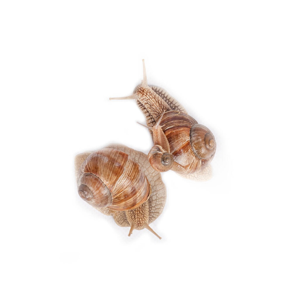 family of grape snails isolated on white background. - Photo, Image