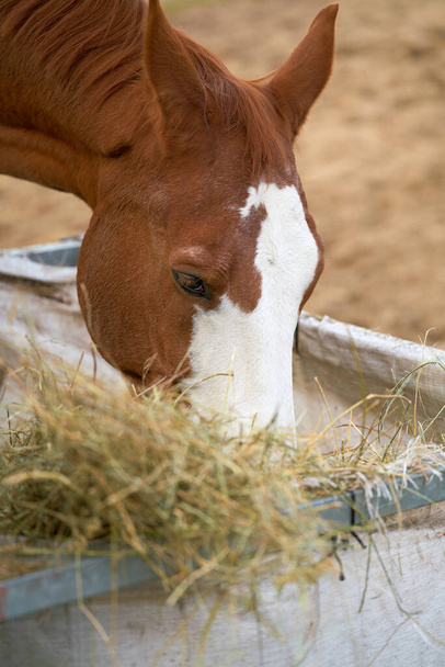 Άλογο που τρώει σανό σε αγρόκτημα στο Herrenkrug κοντά στο Magdeburg της Γερμανίας                                - Φωτογραφία, εικόνα