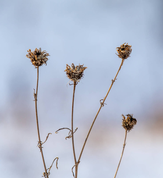 Dry grass winter snow blurred background. Winter landscape. - Photo, Image