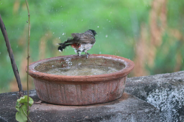 Hermoso pájaro Bulbul indio juega con agua. Birds in Summer Hot Season. Maharashtra Birds. Vida silvestre. - Foto, imagen