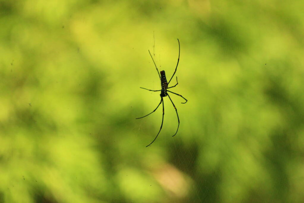 美しいブラックとスモールスパイダー。マハラシュトラの昆虫。インドのクモ - 写真・画像
