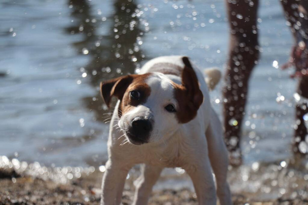 Dolce cane gioca con acqua - Foto, immagini