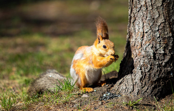 Red squirrel in the spring in the forest - Photo, Image
