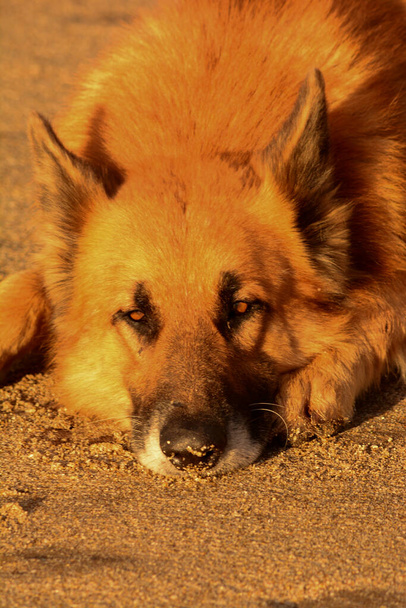muzzle of german shepherd dog leaning on the sand with selective focus, on the beach resting - Photo, Image