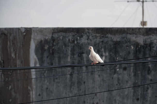 Oiseau pigeon blanc debout sur le câble d'alimentation. Pigeon perché sur le câble électrique. - Photo, image