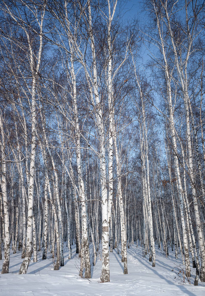 Зимний пейзаж березовый лес голубое небо солнечный день - Фото, изображение