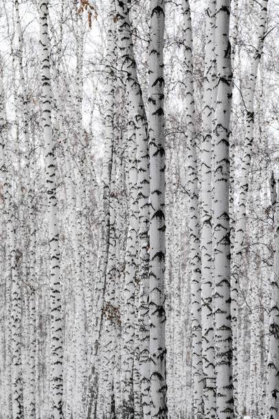 Fehér nyírfa levelek nélkül, természet háttér. - Fotó, kép